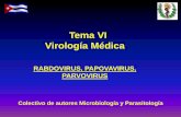 Tema VI Virología Médica - uvsfajardo.sld.cuuvsfajardo.sld.cu/.../files/vi_rabdovirus_papovavirus_parvovirus.pdf · • Citar las características generales de VBK, VJC y Parvovirus