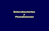 Enterobacterias y Pseudomonas - [DePa] …depa.fquim.unam.mx/bacteriologia/pdfs/nuevaenterobac.pdfPor hibridación DNA-DNA: 8 grupos El grupo I incluye al 99% de las cepas de interés