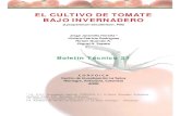 EL CULTIVO DE TOMATE BAJO INVERNADERO - …modulo5.weebly.com/uploads/1/2/8/0/12803920/tomatebajoinvernader… · El cultivo de tomate bajo invernadero 3 PRESENTACION En el país
