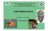 Entomologia 2009 - III Unidad Clase COLEOPTERA · Universidad Central de Venezuela Facultad de Agronomía Departamento de Zoología Agrícola ENTOMOLOGIA III UNIDAD –2ª. CLASE