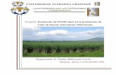 Proyecto: Evaluación de VIUSID-Agro en la producción de ...catalysisagro.com/pdf/Info_viusid_cana.pdf · cosecha de caña de azúcar y otros derivados de la caña. ... Para su aplicación