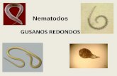 Nematodos GUSANOS REDONDOS - biologiaunsa.edu.ar de Nematodos.pdf · Alimentación: otros nematodos, plantas o algas del suelo. Indicadores de perturbación junto con los ... Ascaris,