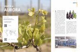 Vinícola aurora - SMIGROUP · desde la siembra de las vides hasta ... a gama de productos de la Cooperativa Vinícola Aurora ... “brand-identity”.