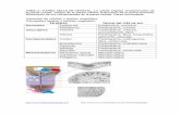 TEJIDOS TIPOS DE CÉLULAS Dermales Vasculares … 2.pdf ·   . Secciones longitudunales y transversals de paredes ...