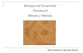 Biología de Eucariotes Práctica 8 Mitosis y Meiosis Didactico...CICLO CELULAR Duplicación de componentes celulares y división celular 20hrs Nutrición y temperatura Reduplicación