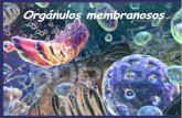 Orgánulos membranosos - centros.edu.xunta.escentros.edu.xunta.es/iesastelleiras/depart/bioxeo/lgazon/presen/... · pH 5, valor que se corresponde con el óptimo para la actividad