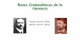 Bases Cromosómicas de la Herencia - depa.fquim.unam.mxdepa.fquim.unam.mx/amyd/archivero/02MitosisMeiosis_24347.pdf · Herencia . núcleo citoplasma ... proceso celular que consiste