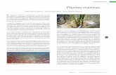 Plantas marinas - CICY.mx · y crustáceos de importancia comercial. ... en algunas zonas, roca caliza, lo-calmente denominada laja. La profundidad es relativamente somera, ...