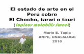 El Tarwi o chocho, (Lupinus mutabilis mol) - siatma.orgsiatma.org/sitios/biblioteca/uploads/2._Mario_Tapia_.pdf · El estado de arte en el Perú sobre El Chocho, tarwi o tauri (LupinusmutabilisSweet)