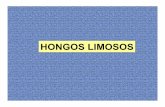 HONGOS LIMOSOS - bioinfo.hpcf.upr.edubioinfo.hpcf.upr.edu/biol3705/2-DIversidad Microbios/Mixomicetos... · flageladas que se agregan para formar nuevamente un plasmodio. Ciclo de