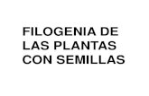 FILOGENIA DE LAS PLANTAS CON SEMILLASecaths1.s3.amazonaws.com/catdiveg3/377279758.2 Filogenia y... · flageladas Óvulos ubicados lateralmente en la base de hojas reducidas agrupadas