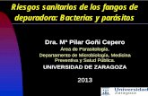 Riesgos sanitarios de los fangos de depuradora: Bacterias ...catedramln.unizar.es/files/conferencias/lodos2013/Goni.pdf · Ciliados y flagelados. ... bacterias comensales y medioambientales