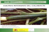 CULTIVO INTENSIVO DEL CALABACÍN - …€¦ · la intensificación de este cultivo en invernadero, alcanzando en la actualidad unas 235.000 t. Almería, como decíamos antes, es la