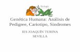 Genetica Humana: Análisis de Pedigree · • Análisis de pedigree es una forma de análisis genético en donde el genetista hace un diagrama que muestra a un individuo con una característica