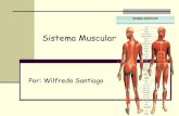 Sistema Muscularºsculo Esquelético Los músculos estriados o esqueléticos, tienen una contracción rápida y voluntaria. Se puede controlar. Se insertan en los huesos a ... Músculo