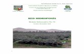 RED HIDROPONÍA - lamolina.edu.pe · El Boletín Informativo de Red Hidroponía es una publicación trimestral del Centro ... usando como sustrato cascarilla de arroz ... acaro hialino.