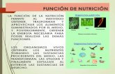 LA FUNCIÓN DE LA NUTRICIÓN PERMITE AL …files.nutricion48.webnode.es/200000094-26c1627bda/aparato digestivo... · Intestino Delgado Intestino Grueso Ano . ... aproximadamente 25