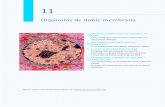 Orgánulos de doble membrana - contenidosbio.pbworks.comcontenidosbio.pbworks.com/w/file/fetch/113920498/Tema 11... · En la membrana interna de la mitocondria se ... estructura interna