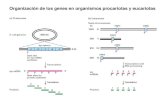 Organización de los genes en organismos procariotas y ... La subunidad mayor posee un dominio C-Terminal (carboxyl terminal domain, CTD) ... Los ARNms policistrónicos poseen regiones