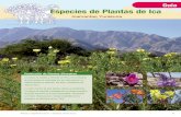 Guía Especies de Plantas de Ica - Kew | Welcome · 52 Plantas y Vegetación de Ica – Especies claves de Ica CaptionAbono verde para la fertilidad del suelo Especie introducida,