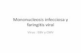 Mononucleosis infecciosa y faringitis viral · LP EBNA1 y LMPs Intermittent expression of EBNA1 ... Fiebre alta, faringitis, escalofrios, malestar general. Diagnóstico •Presencia