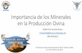Importancia de los Minerales en la Producción Ovina · cobalto, pero demasiado fierro deficiencia de cobre) ¿Cuál es la mejor forma de proveer minerales adicionales?