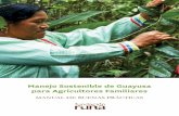 Manejo Sostenible de Guayusa para Agricultores …fundacionruna.org/wp-content/uploads/2015/05/Manual-Buenas... · Se encuentran dentro de un fruto pequeño, como del ... La infección