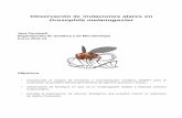 Observación de mutaciones alares en Drosophila …genetica.uab.cat/base/documents/genetica_gen/Guiones%20Observaci… · Figura 1. Colección de tipos de daño del DNA (Modificado