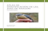 ATLAS DE IDENTIFICACIÓN DE LAS AVES DE …tagusringinggroup.weebly.com/.../5/1/19518165/atlas_aves_aragon_3.pdf · VERDERÓN SERRANO (Serinus citrinella).....86 VERDERÓN COMÚN