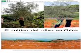 El cultivo del olivo en China - Viveros La Conchuela ... cultivo del olivo en China La propiedad intelectual de esté artículo pertenece a VIVEROS PROVEDO, S.A.- Bº DE VAREA, 26006,