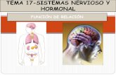 TEMA 17-SISTEMAS NERVIOSO Y HORMONAL · estÍmulos. Órganos sensoriales . sistema nervioso. Órganos efectores. aparato locomotor . sistema endocrino