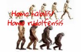 Homo rudolfensis Homo habilis/d20uo2axdbh83k.cloudfront.net/20140203/3c04289bc3493bb3a375e96… · alrededor de 40% más respecto al Australopithecus. Características Alimentación: