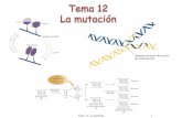 Tema 11: La mutación 1 - bioinformatica.uab.esbioinformatica.uab.es/base/documents%5Cgenetica_gen%5CTema%2… · cáncer es una consecuencia fenotípica de la mutación Crecimiento