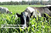 VERDEOS DE VERANO - Inicio · buena cama de siembra (peso 1000 semillas 25-30 g) ... INDIRECTA PASTOREO CORTO en estado de grano lechoso-pastoso (según zonas: Noviembre a Enero)