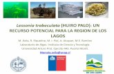 Lessoniatrabeculata (HUIRO PALO): UN RECURSO … M et al... · Marcela.avila@unap.cl • Es el alga parda de mayor importancia en cobertura y biomasa en ambientes submareales entre