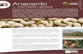 Anacardo 1 Anacardo / Información general · El anacardo produce un falso fruto suave, brillante y jugoso, conocido como man-zana de anacardo que tiene una única nuez de cáscara