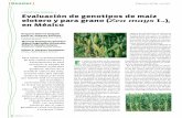 Evaluación de genotipos de maíz elotero y para grano ... · [ GENÉTICA VEGETAL ] [Dossier] ... distintos materiales genéticos. Dentro de la ancestral cultura del maíz, se llama