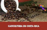 CAFICULTURA EN COSTA RICA - icafe.cr · 15 Alajuela Palmares 46 658 31 999 35 949 32 759 -11.1% ... Comparativo: Regiones vs Nacional (1516 & 1617) Fuente: Instituto del Café de