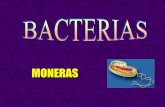 MONERAS - iespoetaclaudio.centros.educa.jcyl.esiespoetaclaudio.centros.educa.jcyl.es/sitio/upload/bacterias... · clasificaciÓn de las bacterias segÚn el manual bergey bacterias