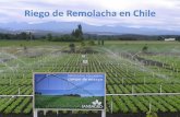 Riego de Remolacha en Chile - AIMCRA: Asociación de ... remolacha en... · Etc (mm) Lámina de riego (85% eficiencia) (mm) ... • Imágenes que ayudan a detectar baja uniformidad