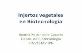 Injertos vegetales en Biotecnología - conacyt.gob.mx · ¿ Qué son los injertos vegetales ? • El injerto es la unión física de dos plantas, la que proporciona la raíz se llama