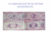 La reproducció de la cèl·lula eucariota (2) - …cosmolinux.no-ip.org/recursos_aula/BIO1erBAT/Citologia/Unitat9... · • • La mitosis • Animaciones La divisió cel·lular:
