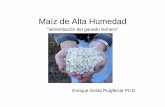 Maíz de Alta Humedad - amena.org.mx · Llt idl lLos altos precios de los cereales está ll dtá llevando a ... pri i l l ió di i d lincipal en la ración diaria de las vacas lecheras.