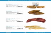Oreja de cerdo mediana (Bolsa 2 uds.) Pig ear mediumarquivet.com/wp-content/uploads/2018/09/Natural-Snacks.pdf · Bois de daim Chifre de gamo Corno di daino 2890 101-150 g Asta de