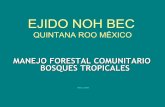 Diagnostico Noh Bec¼elles_Ejido... · Datos Generales del Ejido Noh Bec • Fundado en 1936 por emigrantes proveniente del Norte de Veracruz. • 216 ejidatarios. • Superficie