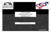 ESPECIES INVASORAS DE ANIMALES - Páginas …sgpwe.izt.uam.mx/files/users/uami/ifig/Especies_invasoras_Zaira... · INVASORAS DE ANIMALES 24 de Mazo 1015. Introducción Hablamosdeinvasiones