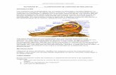 ACTIVIDAD Nº : CLASIFICACIÓN DE CONCHAS DE …japt.es/animalia/claves/conchas moluscos.pdf · Los moluscos son invertebrados con el cuerpo no articulado y simetría bilateral. La