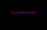 LEUCOPOYESIS - saracbtis.webcindario.com · hemocitoblastos del tejido linfoide, aunque algunos se desarrollan a partir de la medula ósea. Proceso de formación y desarrollo de los
