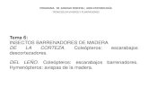 Tema 6: INSECTOS BARRENADORES DE MADERA DE LA …ecaths1.s3.amazonaws.com/sanidadforestal/1734272700... · apeados o debilitados, sobre la corteza . Las larvas recién nacidas penetran