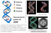 Estructura ARN Estructura ADN La diferencia … · de generar un genital masculino. Una vez formado el testículo las células de éste elaborarán hormonas masculinas Tetosterona